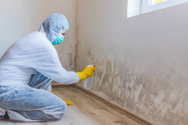 Licensed Basement Mold Remediation service in Louisville, IL - 24 Hour Mold Removal