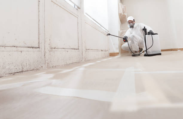24/7 Emergency Basement Mold Remediation experts in Louisville, IL