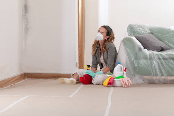 Reliable Basement Mold Remediation contractor in Louisville, IL by 24 Hour Mold Removal
